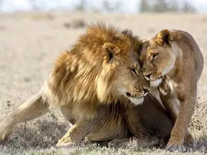 What does a female lion call her mate?
