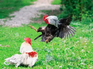 What does an evil hen lay?