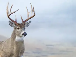 What does an old deer say when he's feeling young?