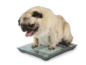 What does winter fat turn into?