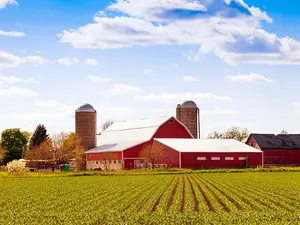 What farm animal is best at karate?