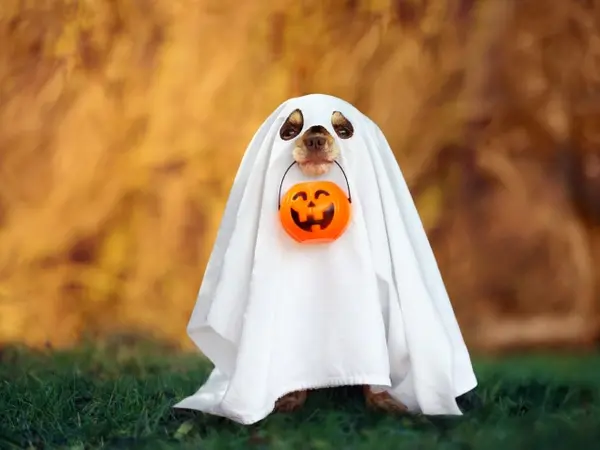 Halloween Pranks, Candy Ranks, and an Award-Worthy Costume — Oh My!