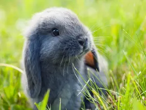 What game does a rabbit always win?