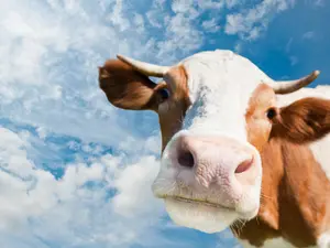 What goes ooo ooo ooo?