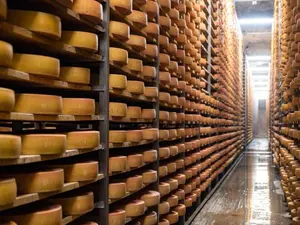 What happened to the city in France where the cheese factory exploded?