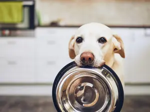 What happened when the dog swallowed a clock?