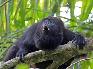 What happens when two monkeys get a divorce?