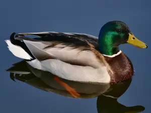 What is a duck's favorite snack?