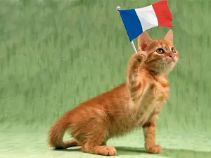 What is a French cat's favorite pudding?