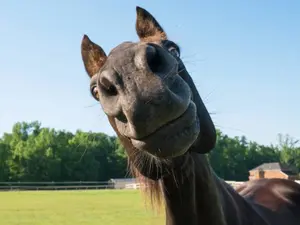 What is a horse's favorite sport?