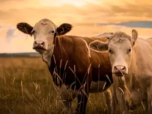 What is a plane full of male cows called?