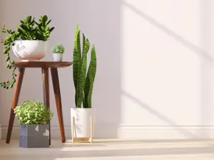 What is a plant's favorite college course?