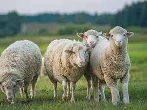 What is a sheep's favorite ice cream flavor?