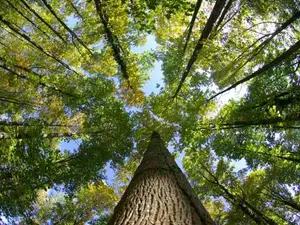 What is a tree's favorite thing to drink?