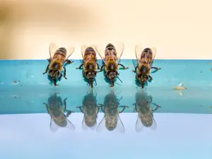 What is an insect's favorite beverage?