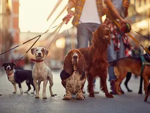 What is the best way to keep dogs out of the street?