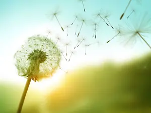 What is the color of the wind?