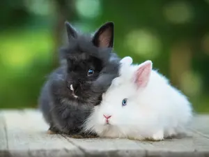 What is the most important grooming habit for a rabbit?