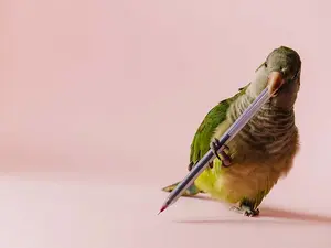 What kind of bird can write?