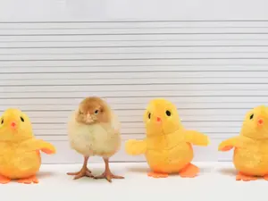 What kind of birds make the best thieves?