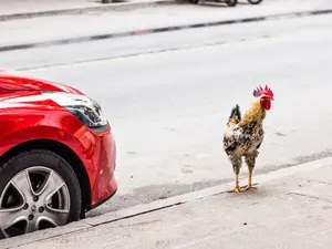 What kind of car does a chicken have?