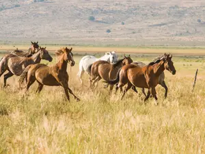 What kind of computers do horses use?