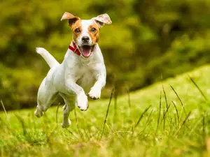 What kind of dog chases anything red?