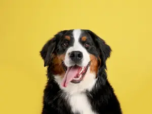 What kind of dog loves to eat?