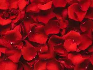 What kind of flowers should you not give on Valentine's Day?