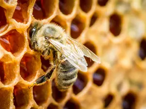 What kind of haircuts do bees get?