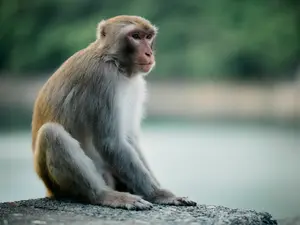 What kind of monkey flies to school?