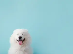 What kind of store would a dog own?