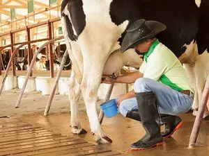 What kind of things does a farmer talk about when he is milking cows?