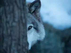 What look-and-find book do wolves love?