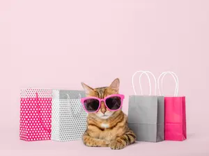What money do cats use to go shopping?