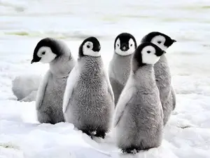 What's black and white and goes around and around?