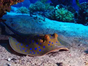 What sits at the bottom of the ocean and shakes?