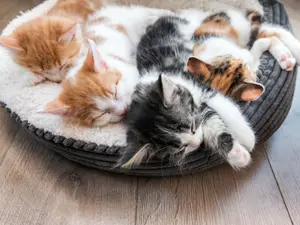 What song do kittens play to fall asleep?