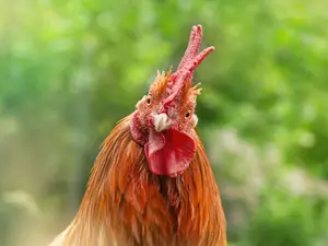 16 Egg-cellent Chicken Jokes 