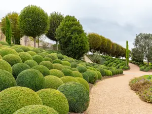 What tree has the most bark?