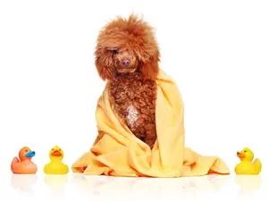 What type of dog loves to take showers?