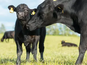 What was the cow's response when she caught her calf lying to her?