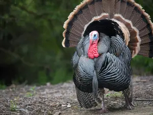 What was the turkey thankful for on Thanksgiving?