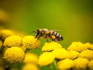 What's a bee's favorite novel?