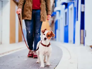 What's a dog's favorite city?