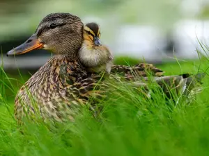 What's a duck's favorite TV show?