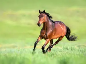 What's a horse's favorite fruit?