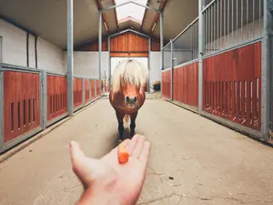 What's a magical horse's favorite vegetable?