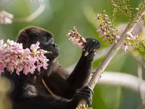 What's a monkey's favorite flower?