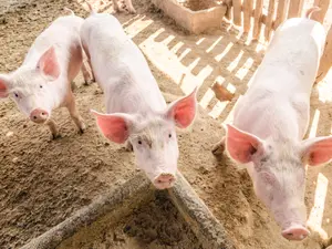 What's a pig's favorite dessert?